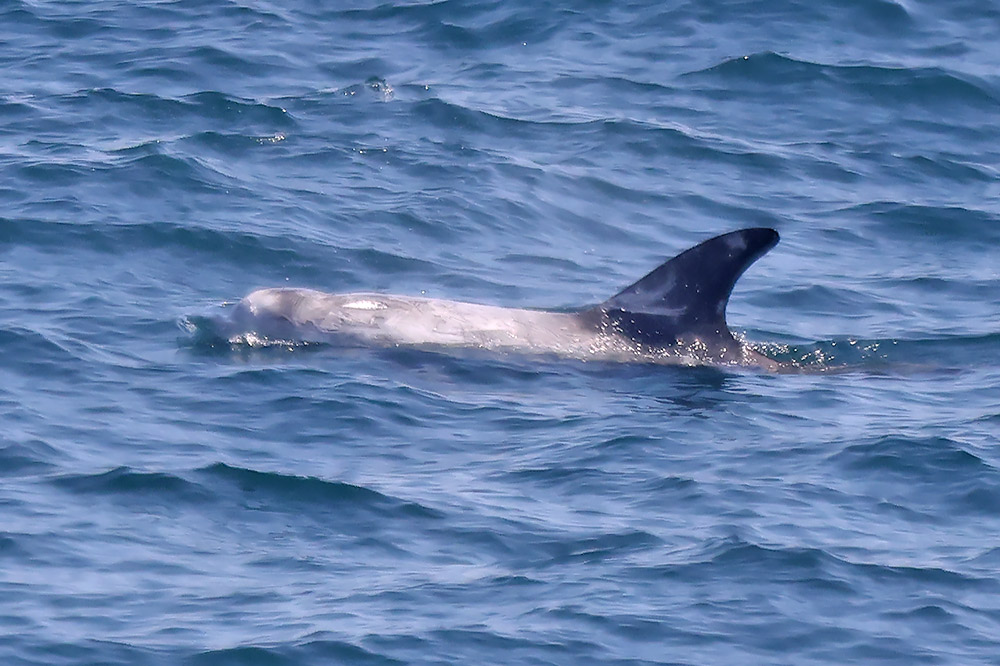 Risso's dolphin